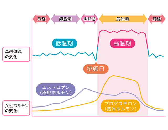 プロゲステロンの分泌量の変化のグラフ